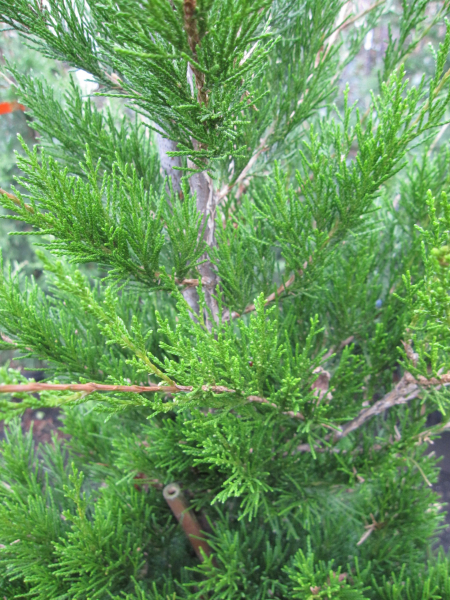 Juniperus virginiana Canaertii